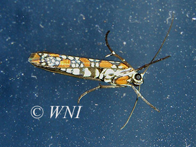 Ailanthus Webworm Moth (Atteva aurea)